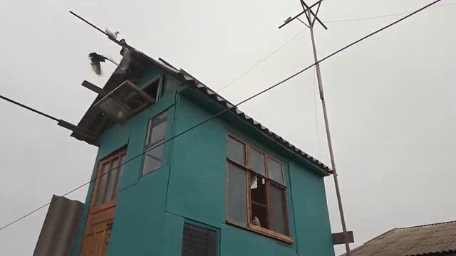 Часть 2. Мои Николаевские голуби, Измаил, 4-е апреля 2023год. 0961921884. смотреть онлайн