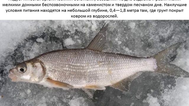 Фото и описание рыбы Подуст. смотреть онлайн