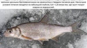 Фото и описание рыбы Подуст.