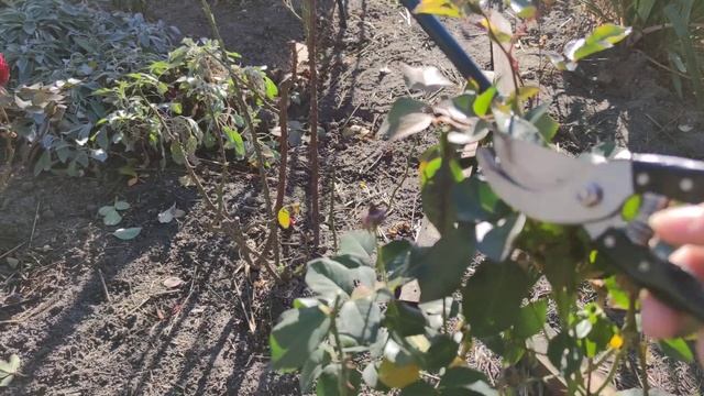 Подготовка роз к укрытию❗  Важные мероприятия, без которых я не укрываю розы❗#укрытие_роз