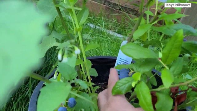 Поспела ГОЛУБИКА на нашем огороде. смотреть онлайн