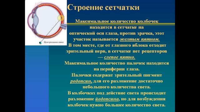 зрительный анализатор презентация 8 класс смотреть онлайн