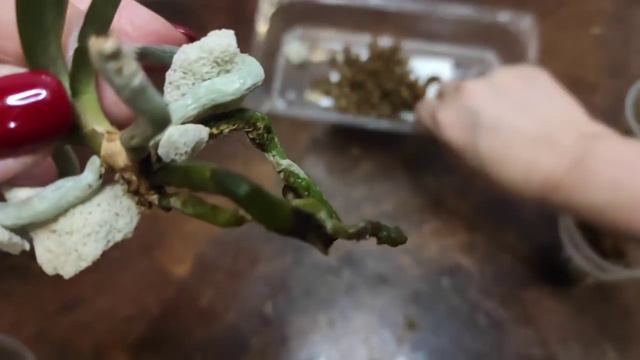 28.12.20. новая ОРХИДЕЯ из Азии ..OX Sponge Bob(peloric) смотреть онлайн