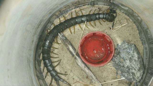 Тайные знания дикой природы