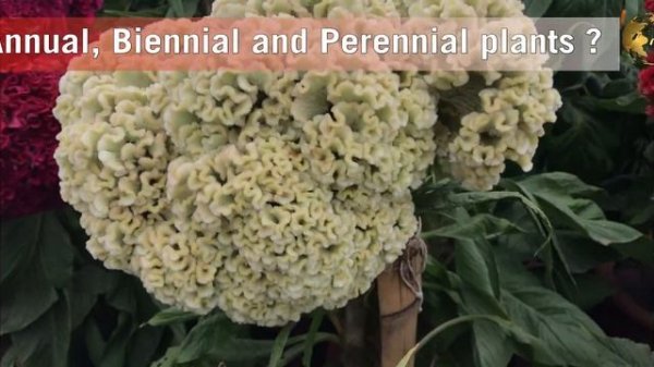 COCKSCOMB CELOSIA FLOWER PLANT | How to Grow and Care Cockscomb celosia cristata - English