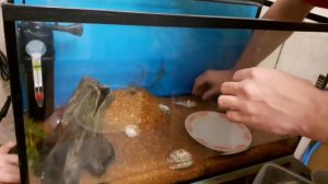 Запуск аквариума на 100 литров