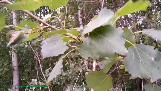 Fear. Tremble like an aspen leaf....Страх. Дрожать как осиновый лист. смотреть онлайн