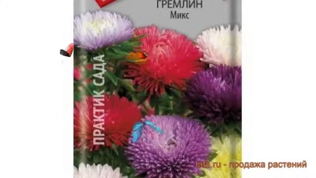 Астра обыкновенный Микс (miks) ? обыкновенный астра Микс обзор: как сажать, семена астры Микс смотреть онлайн