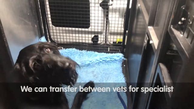 Animals at Home Pet Taxi / Animal Ambulance смотреть онлайн