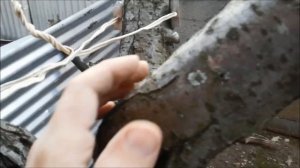 Как спасти плодовое дерево, если треснул ствол