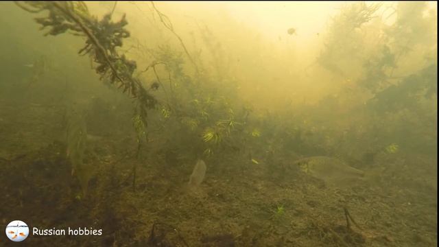 Плотва, верхоплавка. Поклевки окуня на червя. Подводные съемки в Подмосковной речке. смотреть онлайн