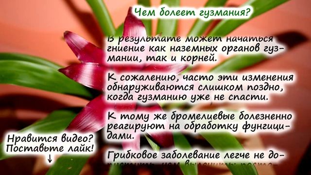 Гузмания – частые вопросы: как заставить цвести, чем болеет, что делать, если покрылась плесенью смотреть онлайн