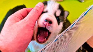 МОИХ ЩЕНКОВ ЗАБРАЛИ И УВЕЗЛИ!! (Хаски Бублик) Говорящая собака Mister Booble