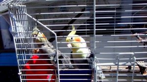 Как гулять с попугаем на улице. Опасности для попугая на улице. Безопасные прогулки.