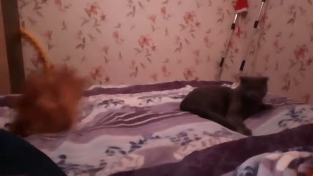 Шпиц Моника смотреть онлайн