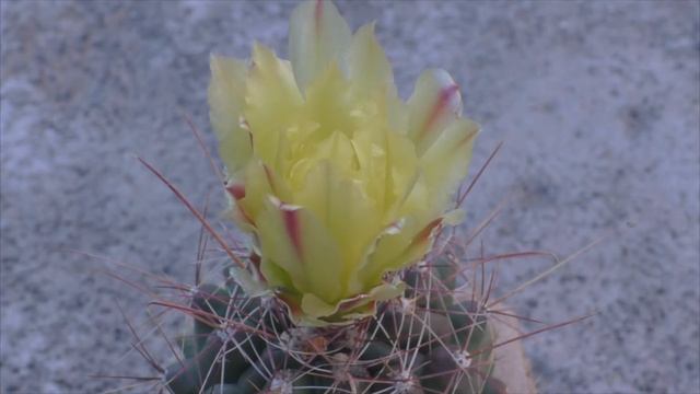 Расскрытие цветка кактуса смотреть онлайн