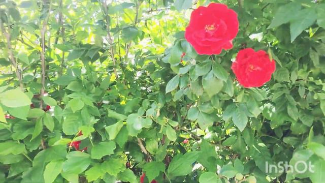 Новомихайловский 01.06.22 посёлок роз🌹🌹/ну зачем я туда зашла?🤦♀️😭 смотреть онлайн