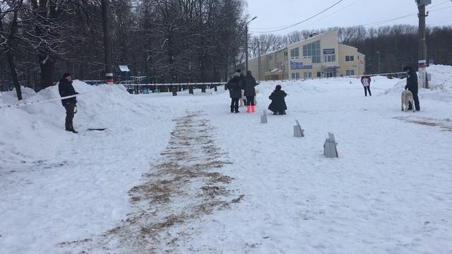 "Алабай 62" на монопородной выставке. (Тула, 21.01.2017) смотреть онлайн