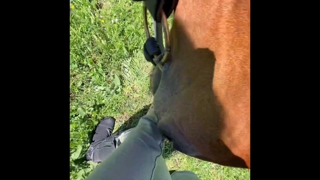 #circassian #адыгэш #cavalo #horse смотреть онлайн