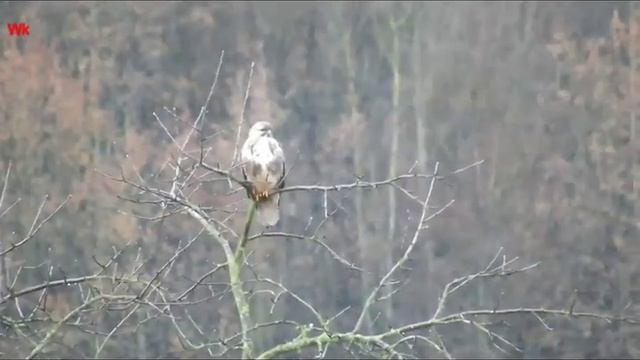 Обыкновенный канюк за завтраком (нем. Mäusebussard beim Frühstück)(анг. Common buzzard at breakfast смотреть онлайн