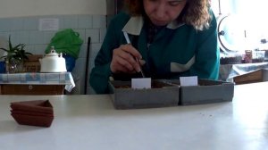 посадка образцов для проведения анализа на всхожесть/архив с прошлой работы