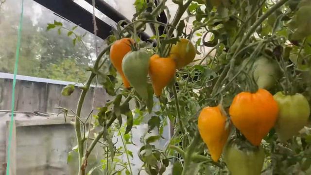 Два сорта разных,а отличия ни какого-Заилинский Алатау и Сердце Любы