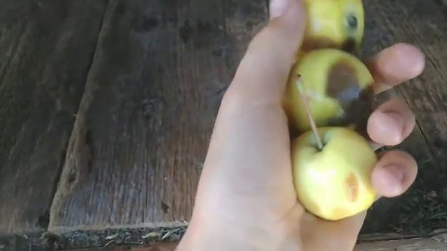 Можно ли кроликам яблоки. #кролики #кролиководство #хозяйство смотреть онлайн