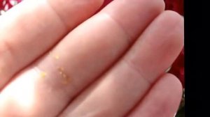 ЦИКЛАМЕН(Cуclamen). Где взять семена цикламена?