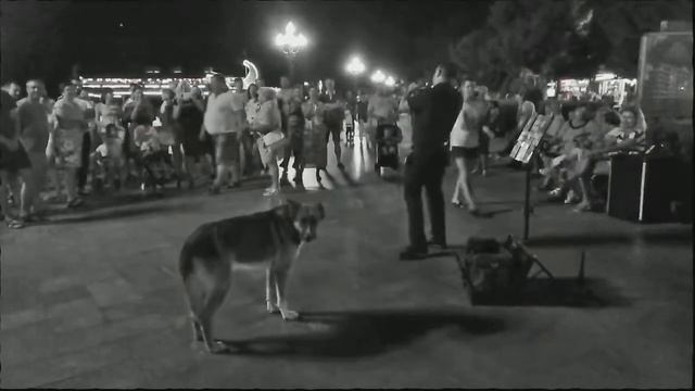 Трубач и собака / Мухтар / Ялта. Поющий пес. Крым, Музыканты на набережной! Ялта 2018 смотреть онлайн