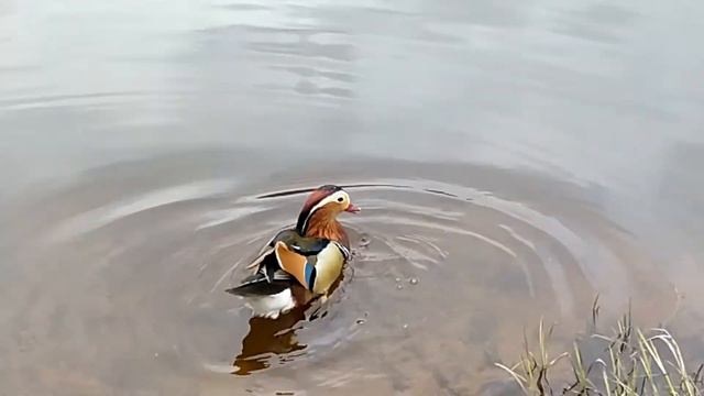 Утка "Мандаринка" в пригороде Санкт-петербурга смотреть онлайн