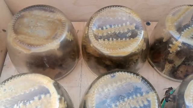 Сотовый мёд в банках смотреть онлайн