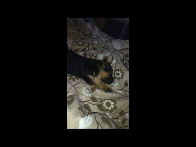 Целых 6,5 кг счастья! Растёт девочка. Бусе 2 месяца. смотреть онлайн