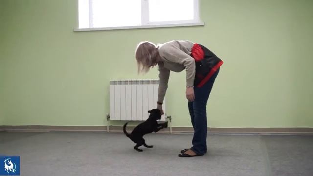 Школа дрессировки собак Марии Красильниковой смотреть онлайн