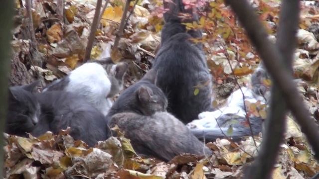 бездомные котята которые со временем погибли и пропали смотреть онлайн
