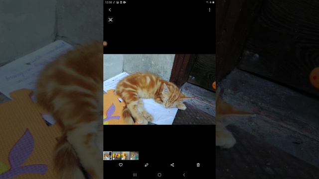 Песня " Киски Марации".Видео с экрана +фото котёнка Няшки. смотреть онлайн