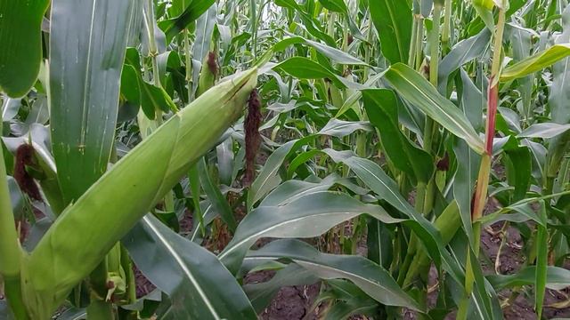 Обращение к Елита Селект вся правда. смотреть онлайн