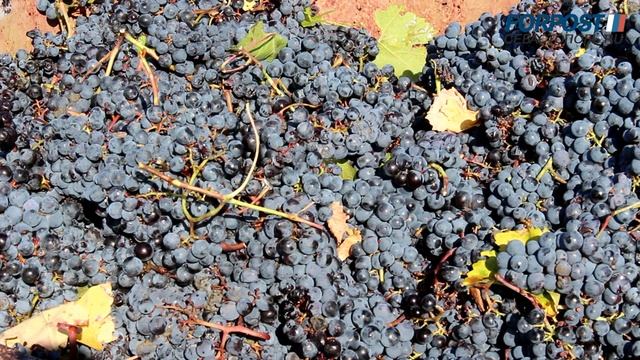 Сбор лучших сортов винограда для вина в Севастополе смотреть онлайн
