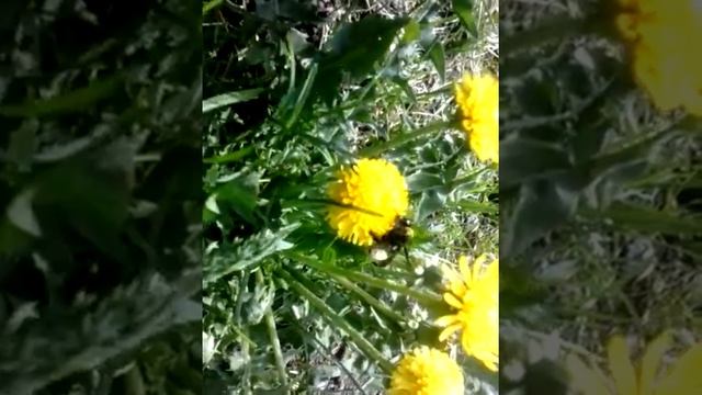 Шмель кушает смотреть онлайн