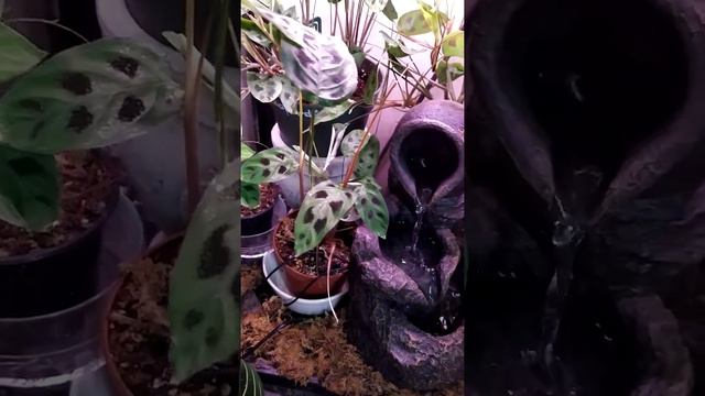 Mon Gang des Marantas Depressa et moi vous souhaitons un bon weekend ! смотреть онлайн