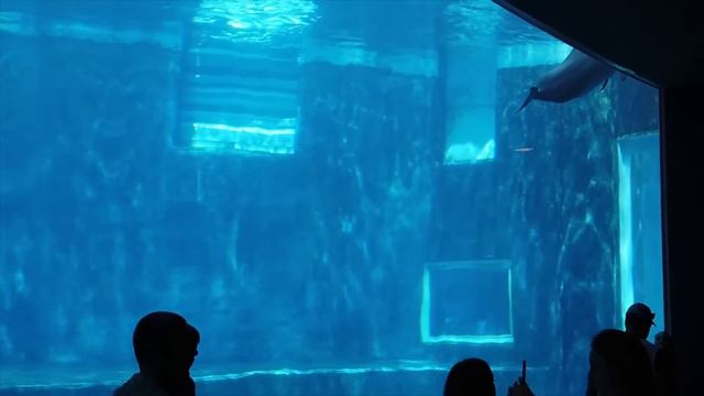 Top 5 Zoo in UK - Best Zoo United Kingdom Folly Farm ,Cotswold Wildlife Park,ZSL London Zoo смотреть онлайн