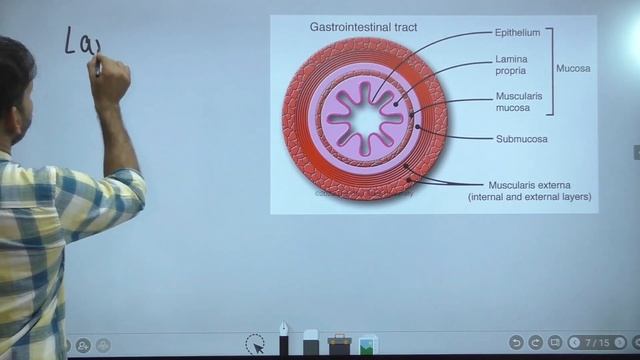 LAYERS OF GIT (DIGESTIVE SYSTEM ANATOMY AND PHYSIOLOGY) смотреть онлайн
