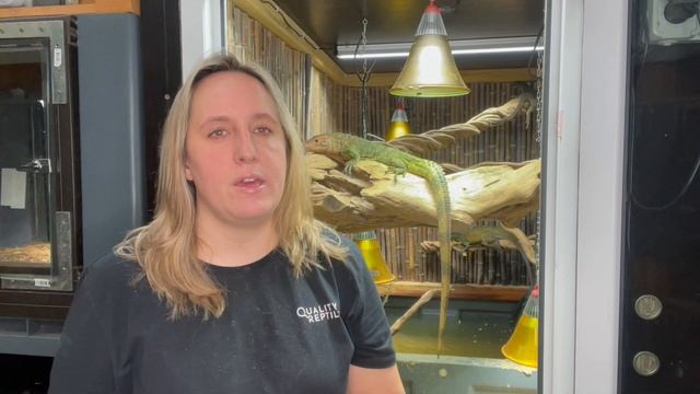 My Caiman Lizards And How I Take Care Of Them. Cohabitation With Sailfin Dragons.