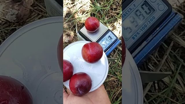 гибрид слива,нектирин,абрикос - Шарафуга.