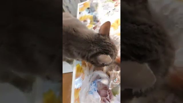 кот любит жгучий перец смотреть онлайн