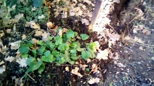 Лучшие сидераты!? цветёт " ЗОРЬКА " смотреть онлайн