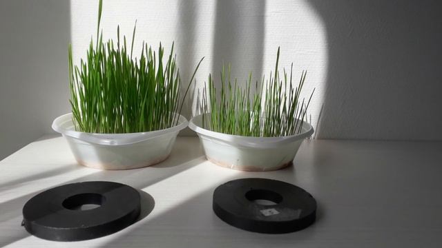 Живая и мёртвая вода своими руками смотреть онлайн