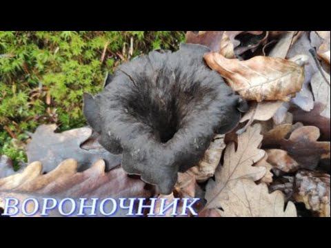 №603/ В ДЕКАБРЬСКИЙ лес по ГРИБЫ.(  Вороночник рожковидный, Ежовник, Рыжик)