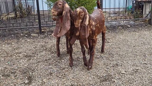 Камори козы смотреть онлайн