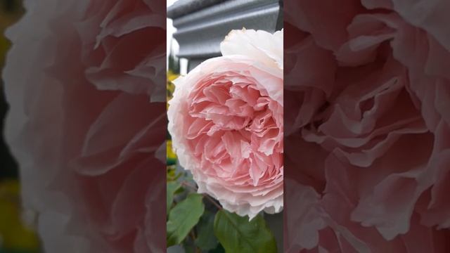 DAVID AUSTIN ROSES The Wedgwood Rose Bloom MAY 2020 смотреть онлайн