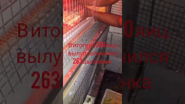 вылуп, перевод на брудер цыплята. инкубатор балапан смотреть онлайн